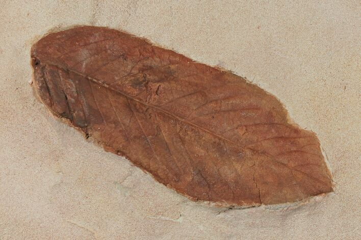 Red Fossil Leaf (Fraxinus) - Montana #97733